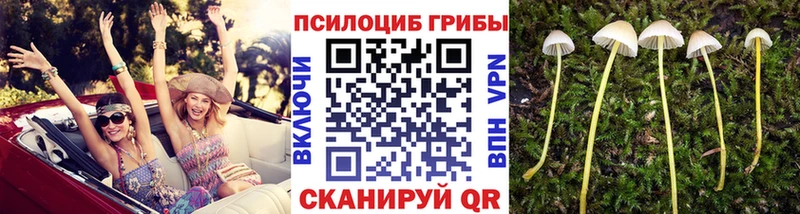 Купить  Бронницы  Псилоцибиновые грибы GOLDEN TEACHER 